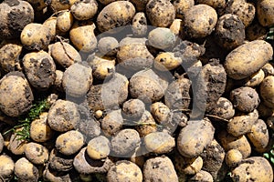 Pile of dirty newly harvested potatoes -Â Solanum tuberosum. Full frame. Harvesting potato roots from soil in homemade garden.Â 